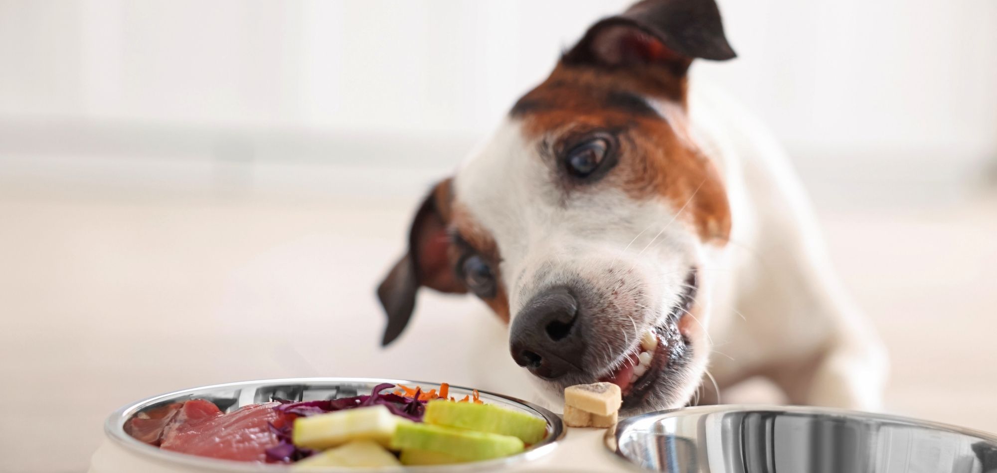 Angebot Kahu Ono - Ernährungsberatung für Hunde