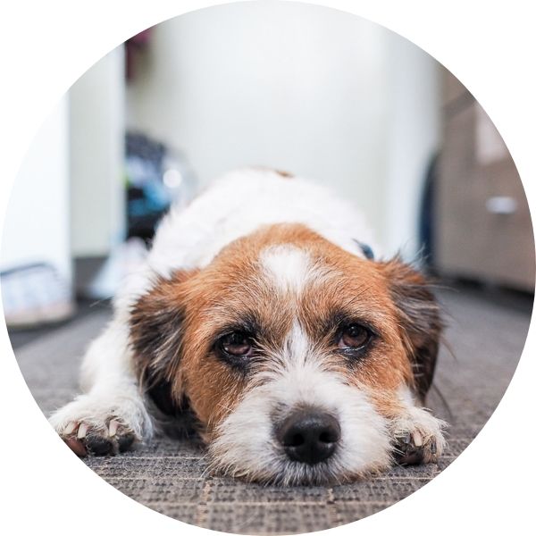 Liegender Jack Russel