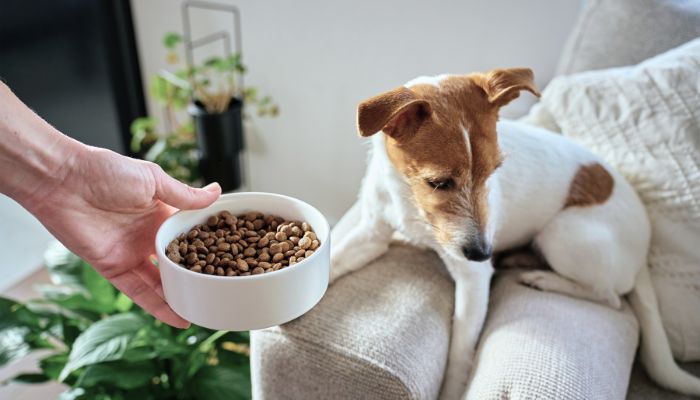 Kahu Ono - Ernähurngsberatung für Hunde