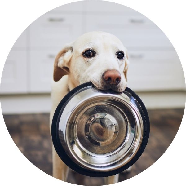 Kahu Ono - Ernähurngsberatung für Hunde
