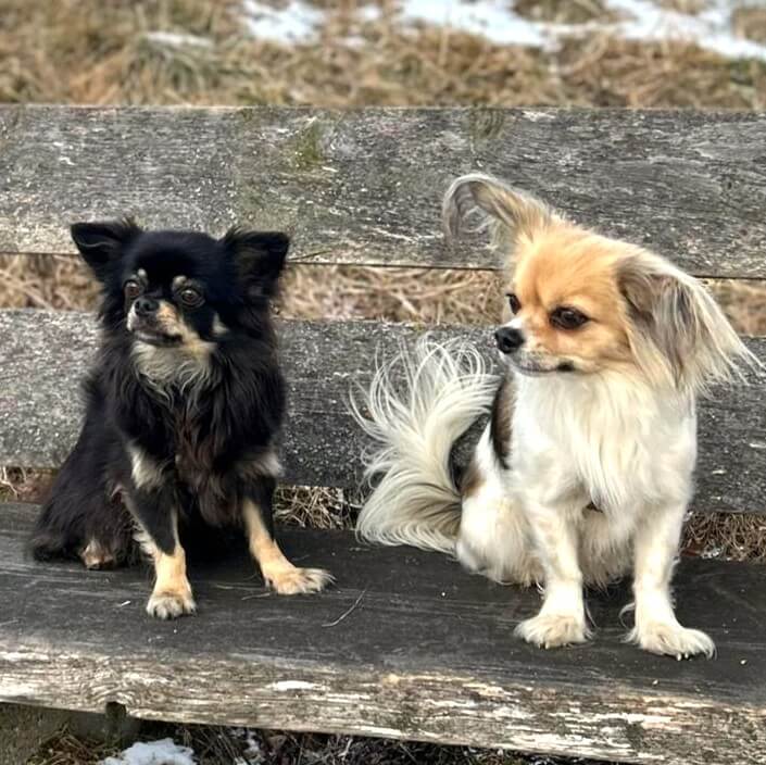 Kundenhund von Kahu Ono - Ernährungsberatung für Hunde