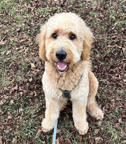Kundenhund von Kahu Ono - Ernährungsberatung für Hunde
