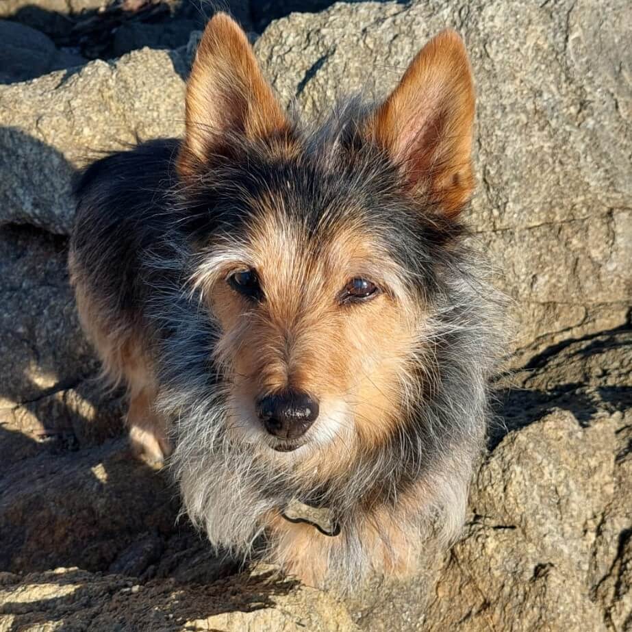 Kundenhund von Kahu Ono - Ernährungsberatung für Hunde